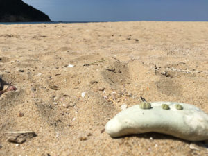 琴引浜の砂浜